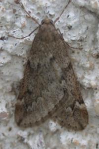 <i>Alsophila aescularia</i>