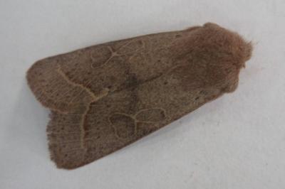 <i>Orthosia cerasi</i>