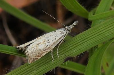 <i>Platytes cerussella</i>