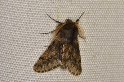 <i>Apocheima hispidaria</i>
