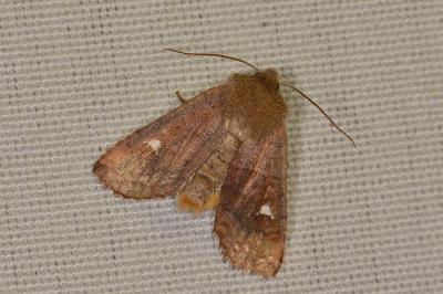 <i>Eupsilia transversa</i>