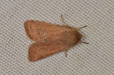 <i>Orthosia cruda</i>