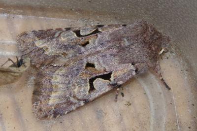 <i>Orthosia gothica</i>