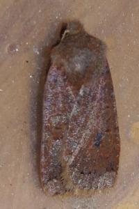 <i>Conistra vaccinii</i>