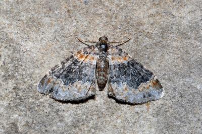 <i>Xanthorhoe ferrugata</i>
