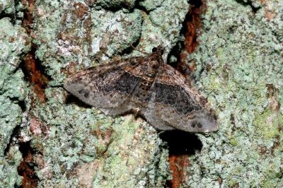 <i>Xanthorhoe ferrugata</i>