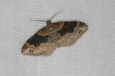 <i>Xanthorhoe ferrugata</i>