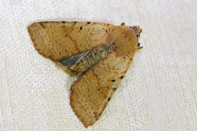 <i>Agrochola lychnidis</i>