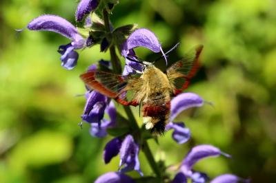 <i>Hemaris fuciformis</i>