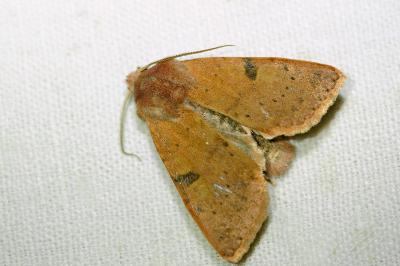 <i>Ammopolia witzenmanni</i>