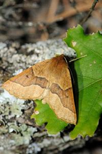 <i>Crocallis tusciaria</i>