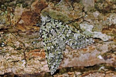 <i>Griposia aprilina</i>