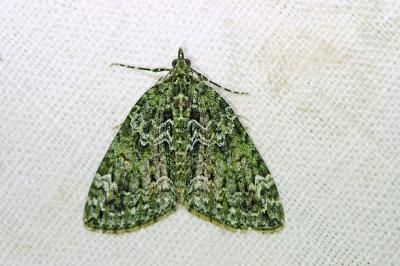 <i>Chloroclysta siterata</i>