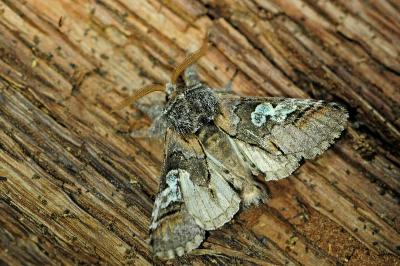 <i>Diloba caeruleocephala</i>