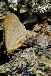 <i>Operophtera brumata</i>