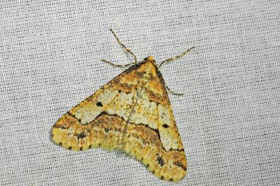 <i>Erannis defoliaria</i>