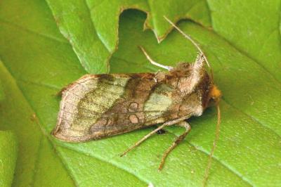 <i>Diachrysia chrysitis</i>