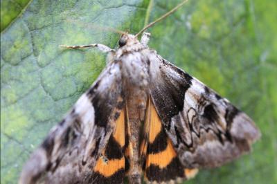 <i>Catocala fulminea</i>