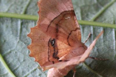 <i>Selenia lunularia</i>