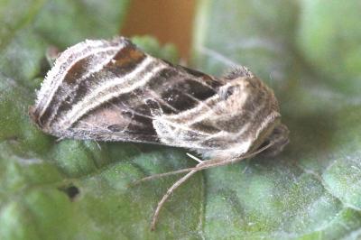 <i>Euchalcia modestoides</i>