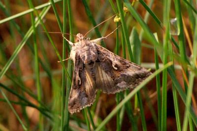 <i>Autographa gamma</i>