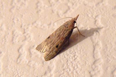 <i>Aphomia sociella</i>