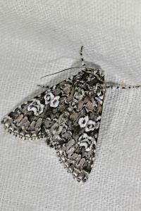 <i>Lamprosticta culta</i>