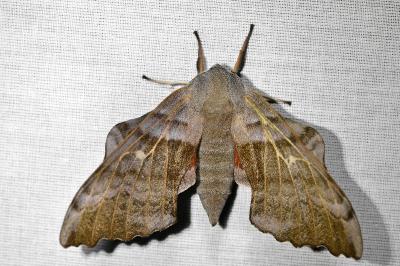 <i>Laothoe populi</i>