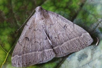 <i>Zanclognatha zelleralis</i>