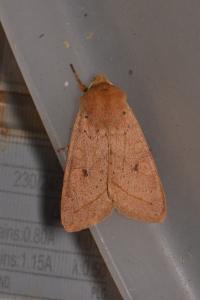 <i>Leptologia macilenta</i>