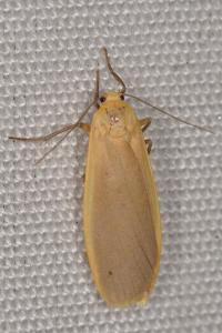 <i>Katha depressa</i>