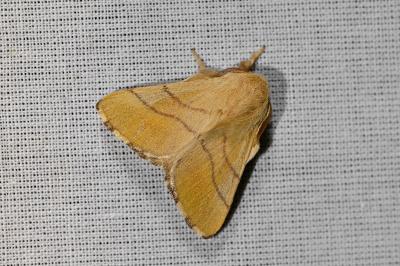<i>Malacosoma neustria</i>