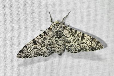 <i>Biston betularia</i>
