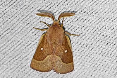 <i>Lasiocampa trifolii trifolii</i>