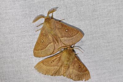 <i>Lasiocampa trifolii trifolii</i>