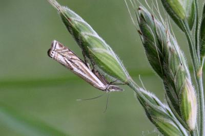 <i>Crambus lathoniellus</i>