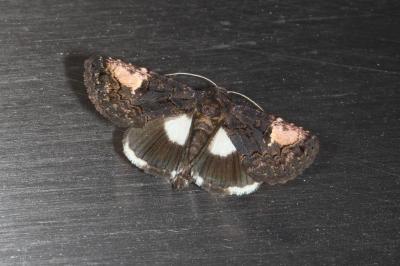 <i>Aedia funesta</i>