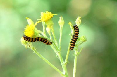 <i>Tyria jacobaeae</i>