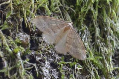 <i>Operophtera fagata</i>