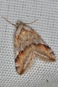 <i>Chesias rufata rufata</i>