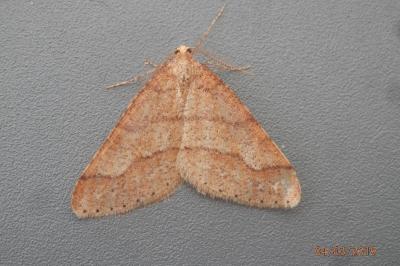 <i>Phigaliohybernia marginaria</i>