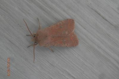 <i>Orthosia cruda</i>