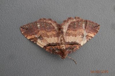 <i>Earophila badiata</i>