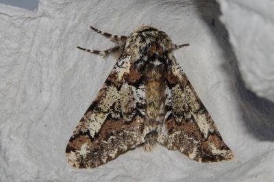 <i>Biston strataria</i>