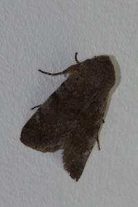 <i>Orthosia incerta</i>