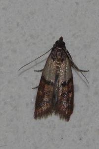 <i>Plodia interpunctella</i>