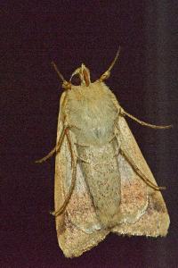 <i>Heliothis peltigera</i>