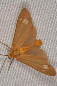 <i>Dysauxes ancilla</i>