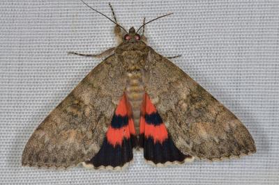<i>Catocala nupta</i>