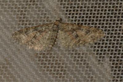 <i>Eupithecia abbreviata</i>